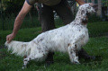 Setter Anglais NENCINI'S TIBURZI Setter Anglais NENCINI'S TIBURZI